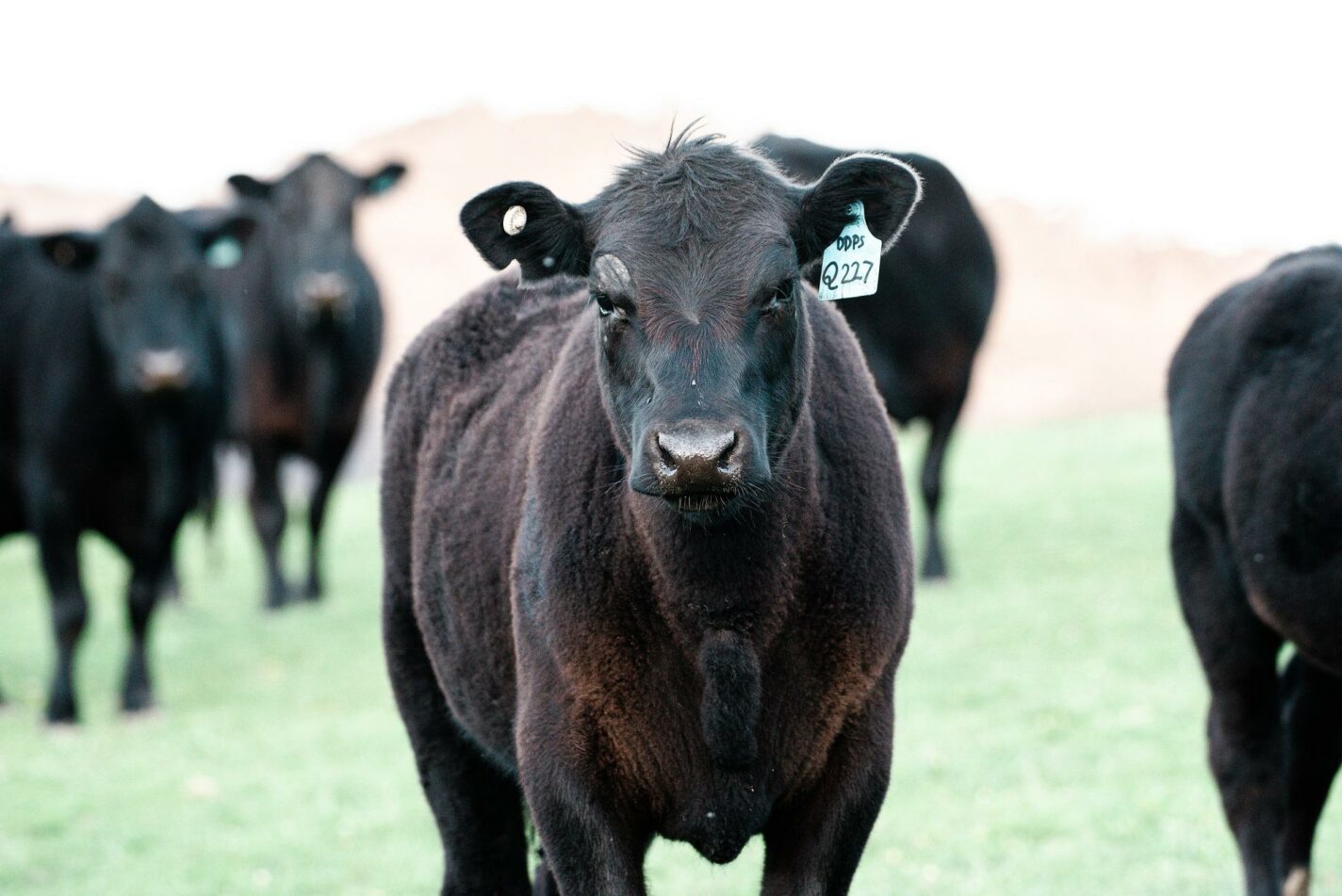 A close up of a black cow standing amidst a herd of other black cows.